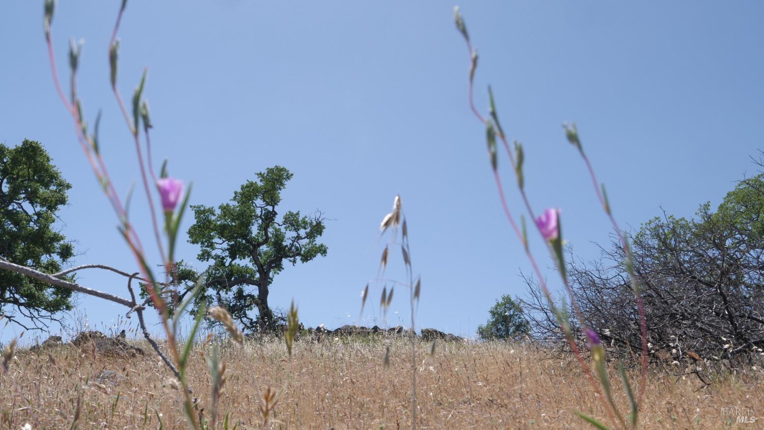 Detail Gallery Image 30 of 38 For 0 Pope Canyon Rd, Pope Valley,  CA 94567 - – Beds | – Baths