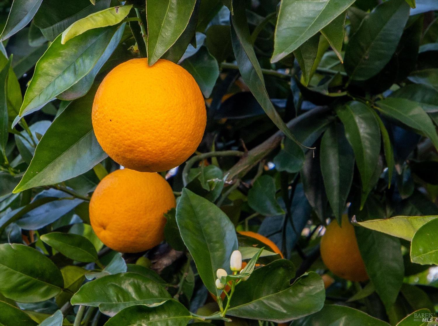 Detail Gallery Image 27 of 31 For 1763 E St, Napa,  CA 94559 - 2 Beds | 1 Baths