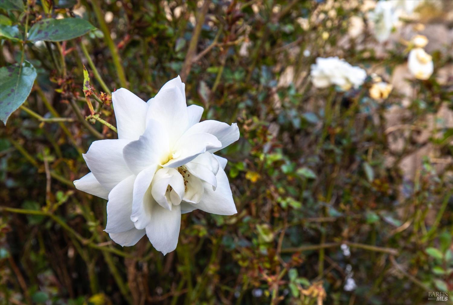 Detail Gallery Image 24 of 31 For 1763 E St, Napa,  CA 94559 - 2 Beds | 1 Baths