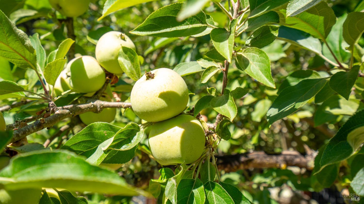 Detail Gallery Image 16 of 35 For 1550 Laguna Rd, Santa Rosa,  CA 95401 - 3 Beds | 2 Baths