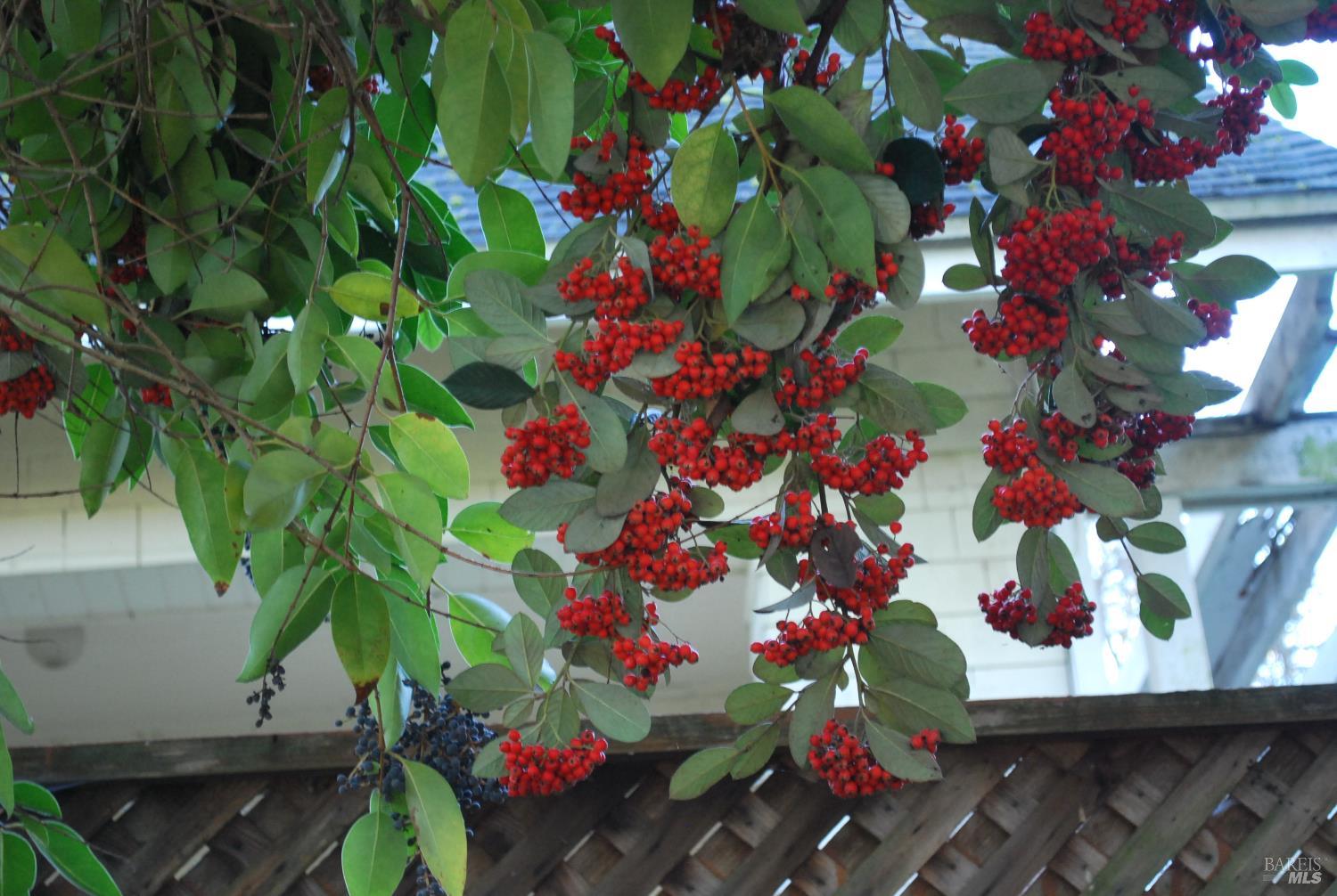 Detail Gallery Image 22 of 22 For 1309 D Street Extension St, Petaluma,  CA 94952 - 1 Beds | 1 Baths