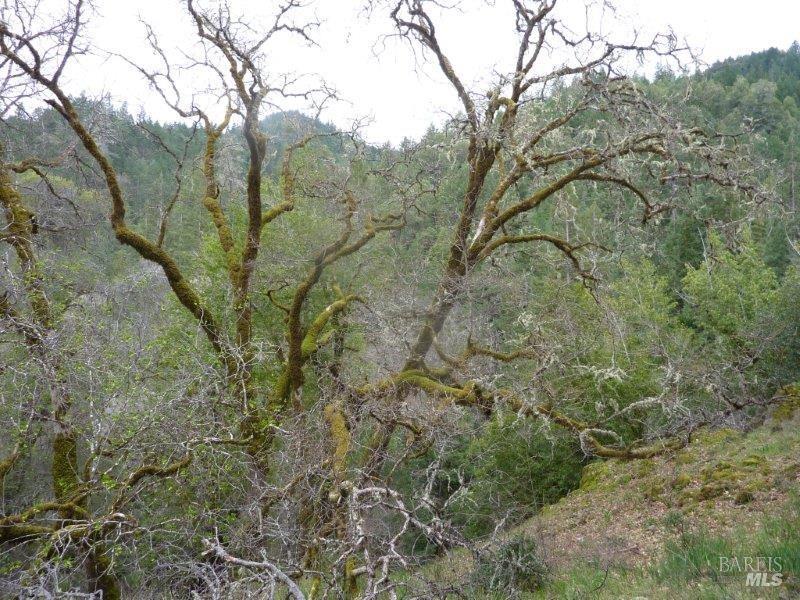 Detail Gallery Image 9 of 19 For 4225 Reeves Canyon Rd, Redwood Valley,  CA 95470 - – Beds | – Baths