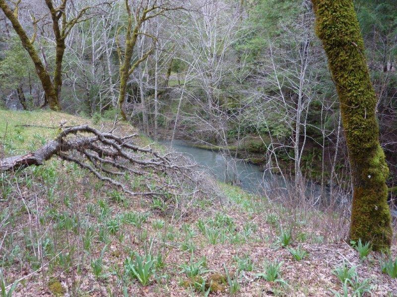 Detail Gallery Image 6 of 19 For 4225 Reeves Canyon Rd, Redwood Valley,  CA 95470 - – Beds | – Baths