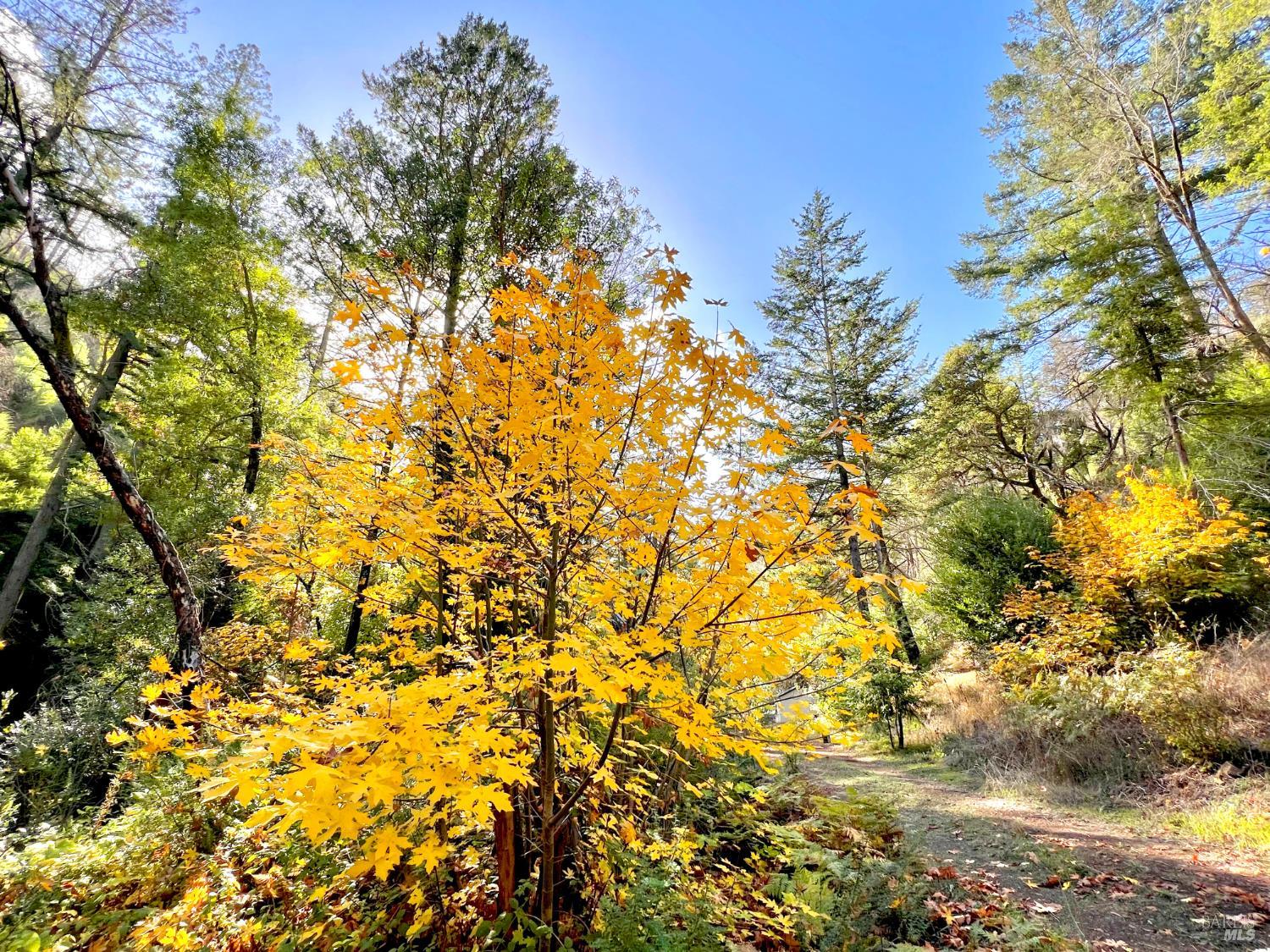 Detail Gallery Image 11 of 29 For 2095 Mark West Springs Rd, Santa Rosa,  CA 95404 - – Beds | – Baths