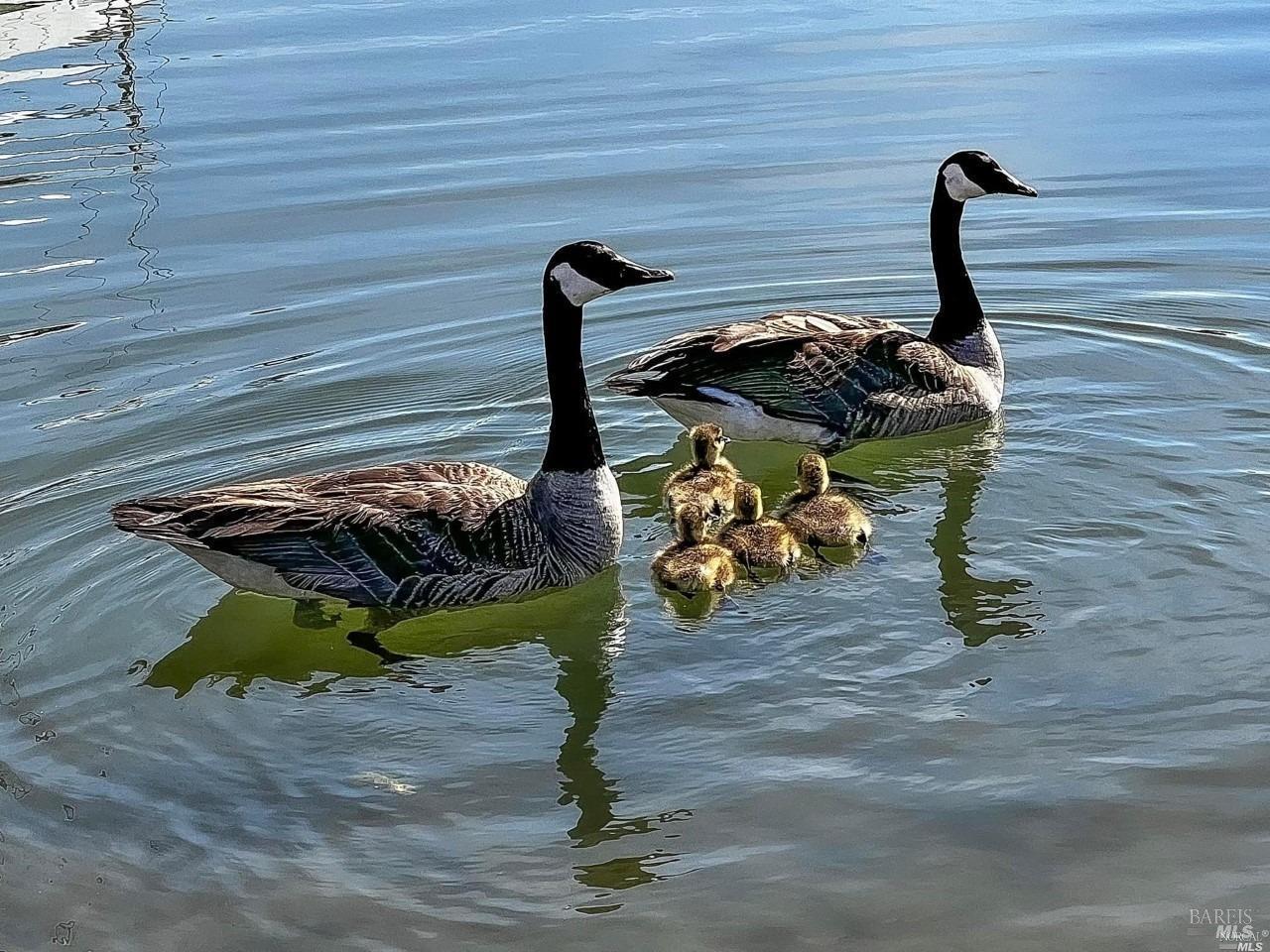 Detail Gallery Image 84 of 88 For 981 Bel Marin Keys Blvd, Novato,  CA 94949 - 3 Beds | 2 Baths
