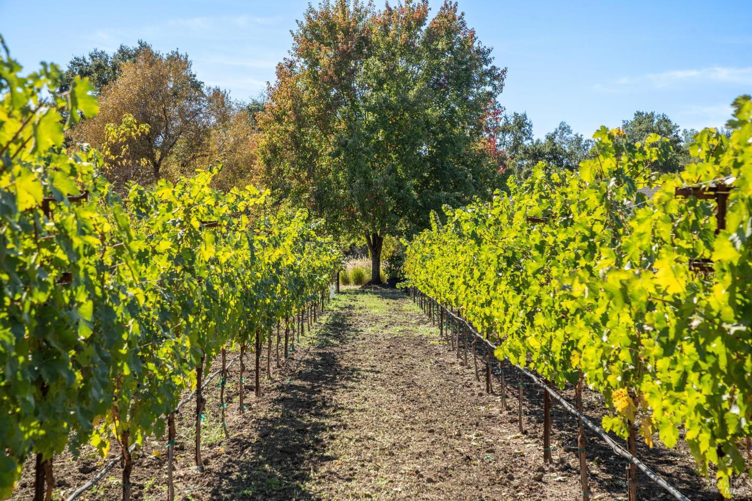 Detail Gallery Image 64 of 72 For 3033 Myrtledale Rd, Calistoga,  CA 94515 - 4 Beds | 4 Baths
