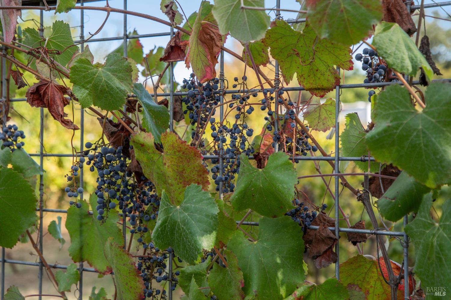 Detail Gallery Image 68 of 72 For 3033 Myrtledale Rd, Calistoga,  CA 94515 - 4 Beds | 4 Baths