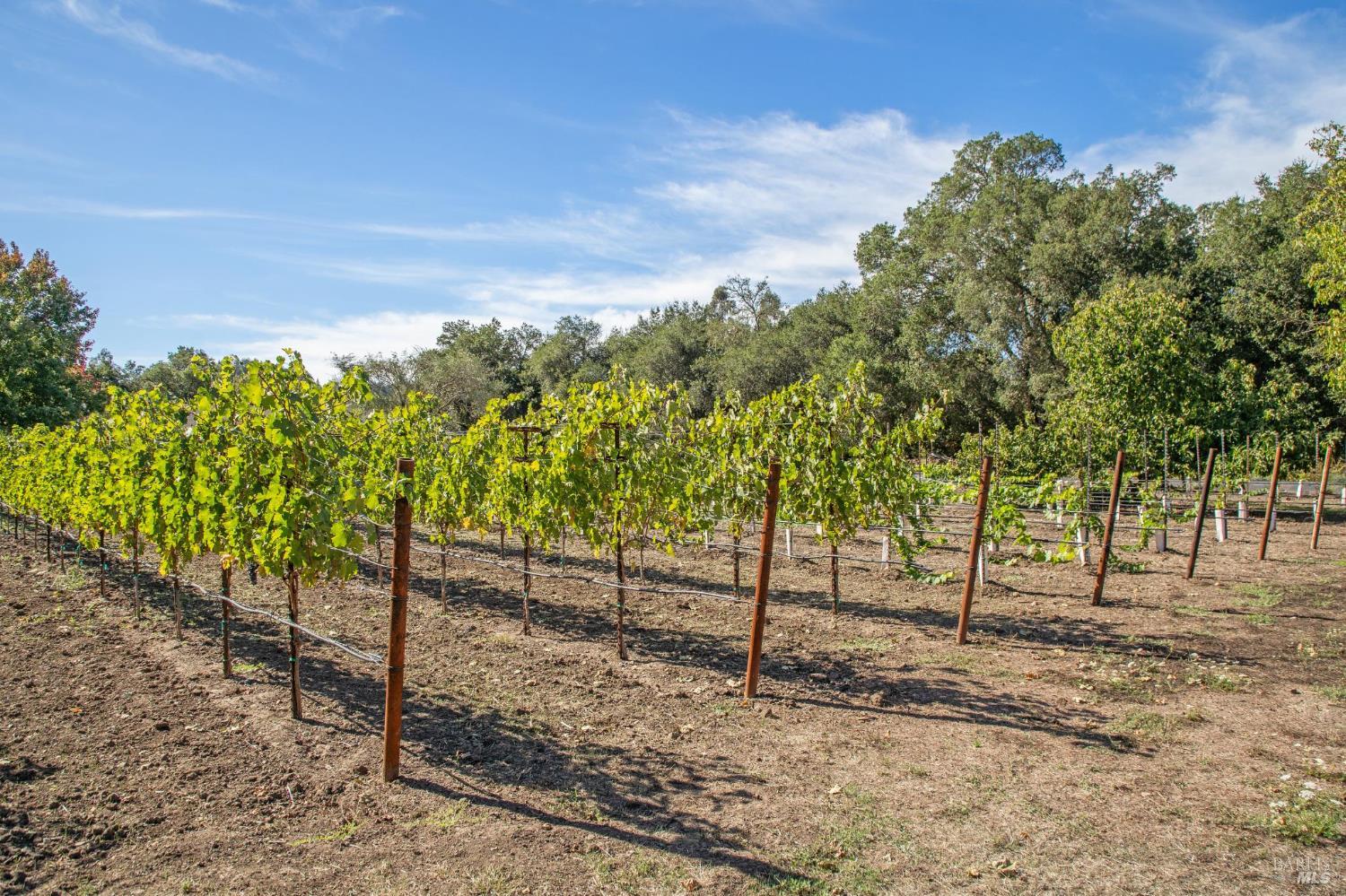 Detail Gallery Image 69 of 72 For 3033 Myrtledale Rd, Calistoga,  CA 94515 - 4 Beds | 4 Baths