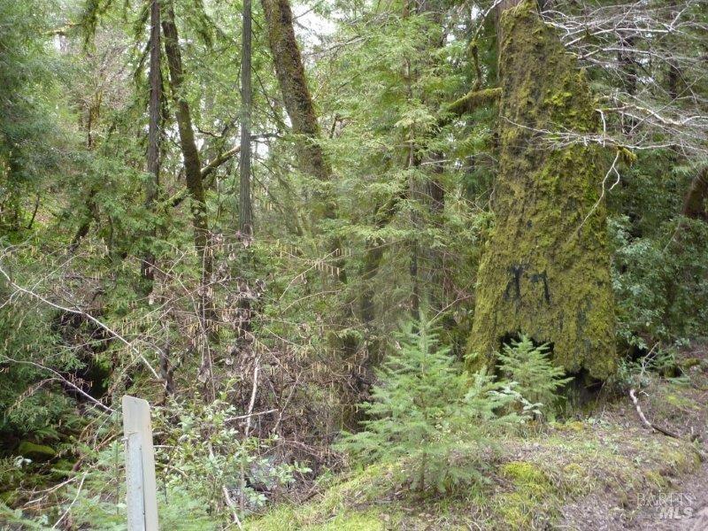 Detail Gallery Image 15 of 19 For 4225 Reeves Canyon Rd, Redwood Valley,  CA 95470 - – Beds | – Baths