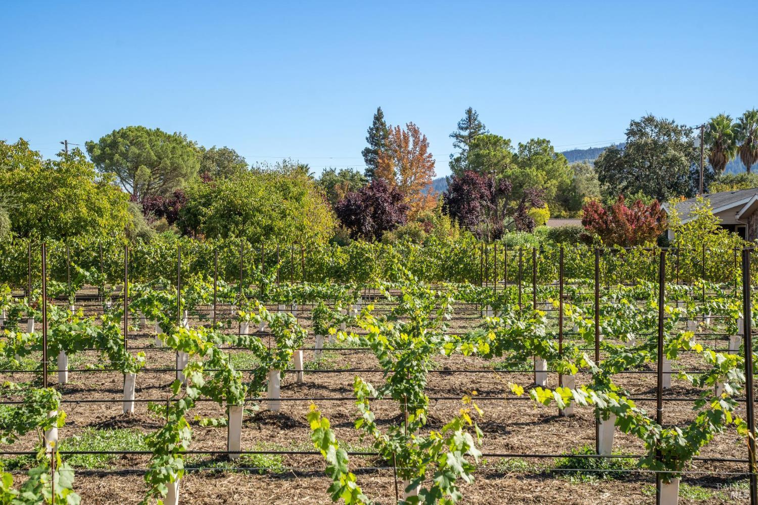 Detail Gallery Image 66 of 72 For 3033 Myrtledale Rd, Calistoga,  CA 94515 - 4 Beds | 4 Baths