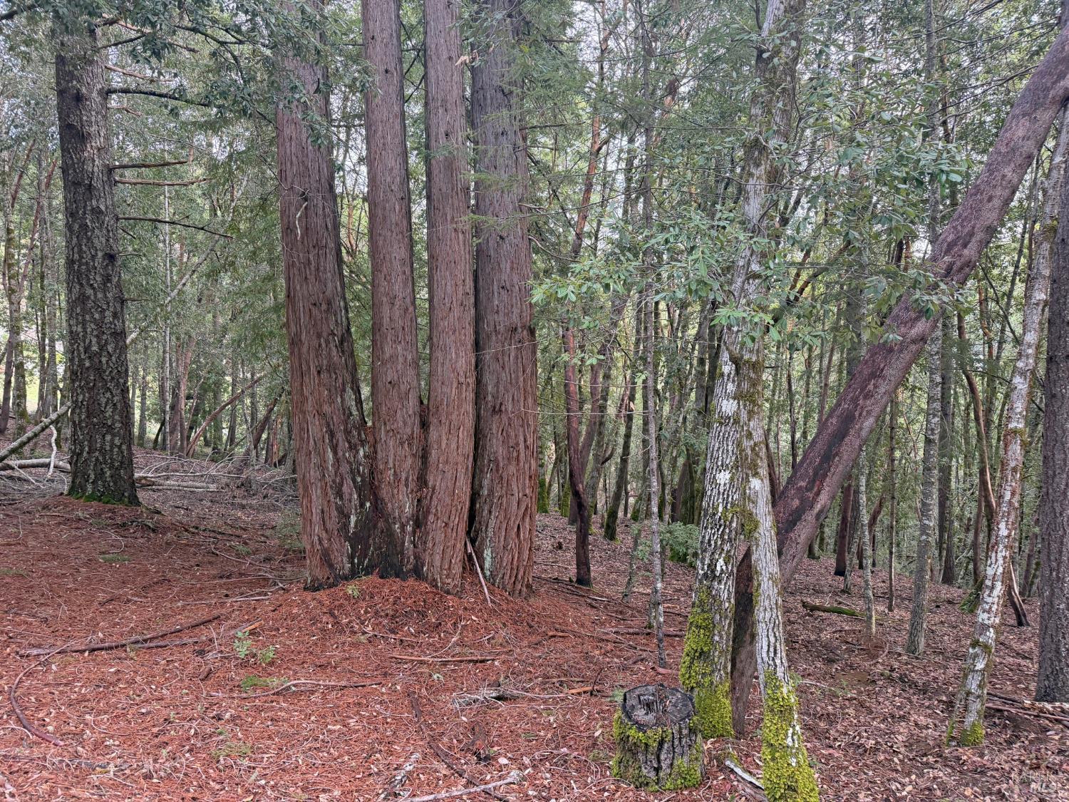 Detail Gallery Image 2 of 10 For 27369 Bear Dr, Willits,  CA 95490 - – Beds | – Baths