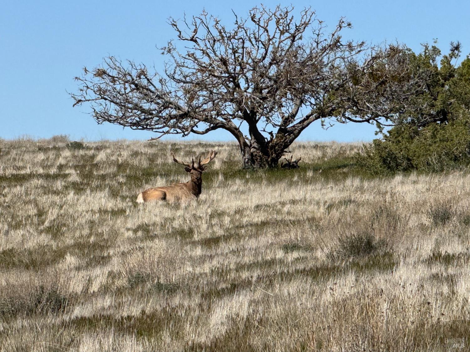 Detail Gallery Image 40 of 44 For 8050 Bitterwater Rd, Shandon,  CA 93461 - 3 Beds | 1 Baths