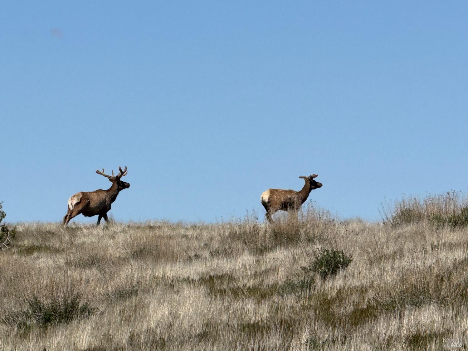 Detail Gallery Image 41 of 44 For 8050 Bitterwater Rd, Shandon,  CA 93461 - 3 Beds | 1 Baths