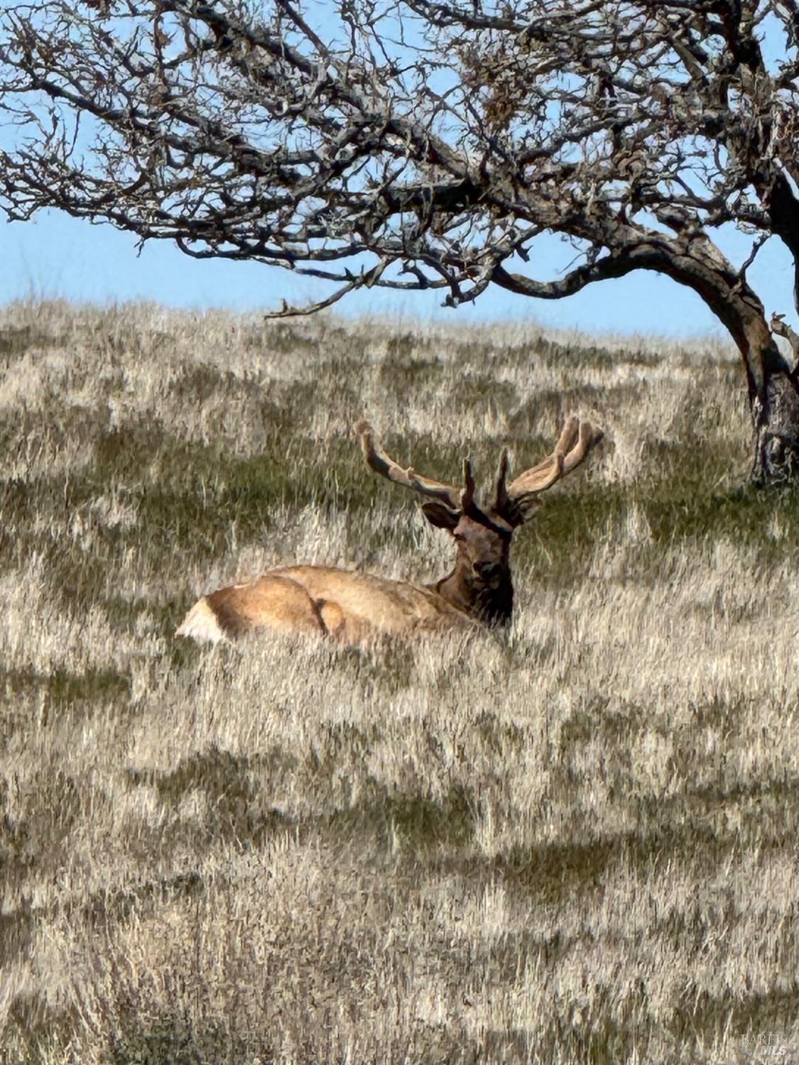 Detail Gallery Image 39 of 44 For 8050 Bitterwater Rd, Shandon,  CA 93461 - 3 Beds | 1 Baths