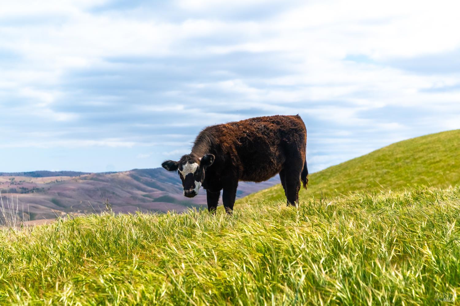 Detail Gallery Image 4 of 44 For 8050 Bitterwater Rd, Shandon,  CA 93461 - 3 Beds | 1 Baths