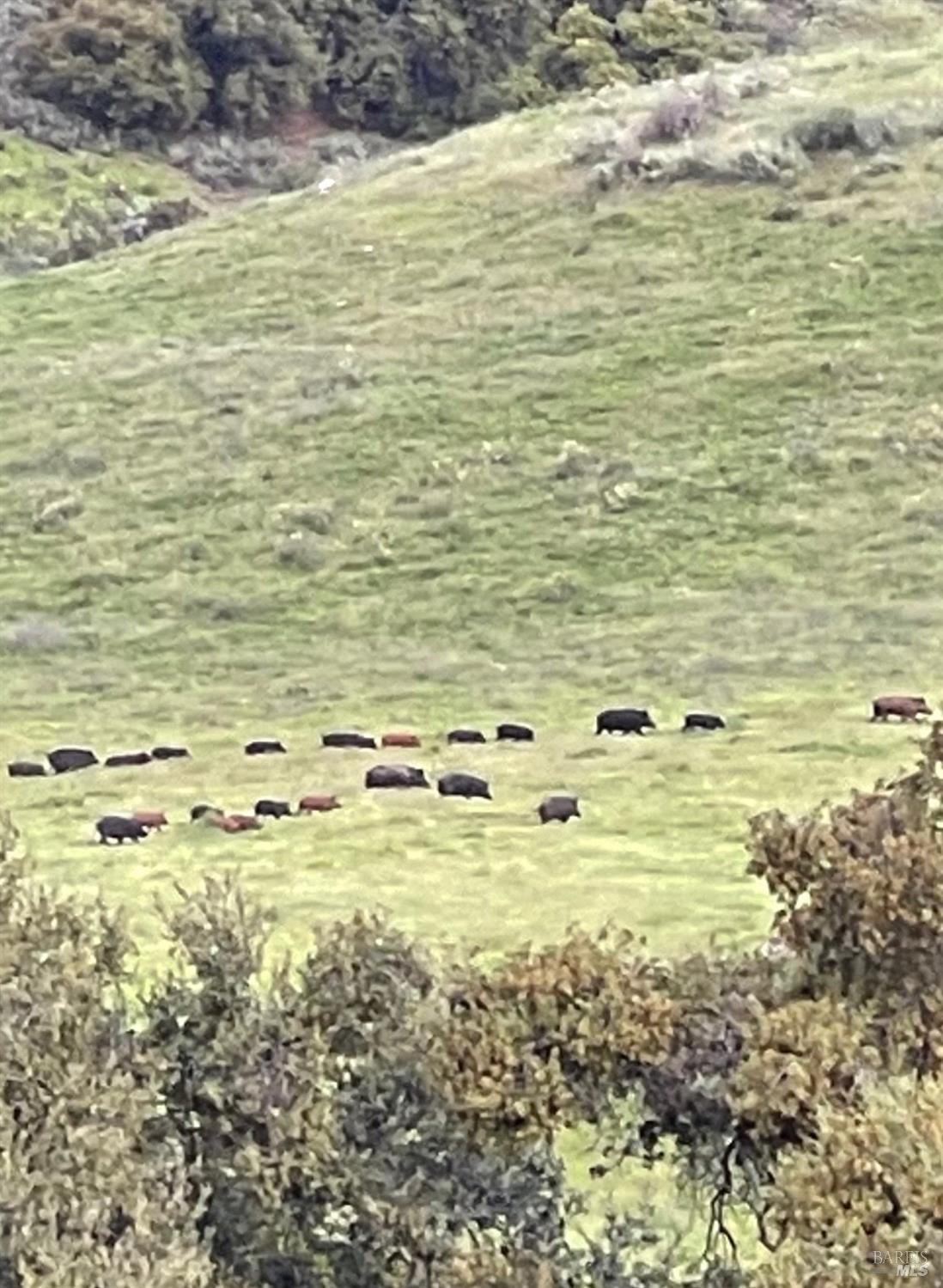 Detail Gallery Image 38 of 44 For 8050 Bitterwater Rd, Shandon,  CA 93461 - 3 Beds | 1 Baths