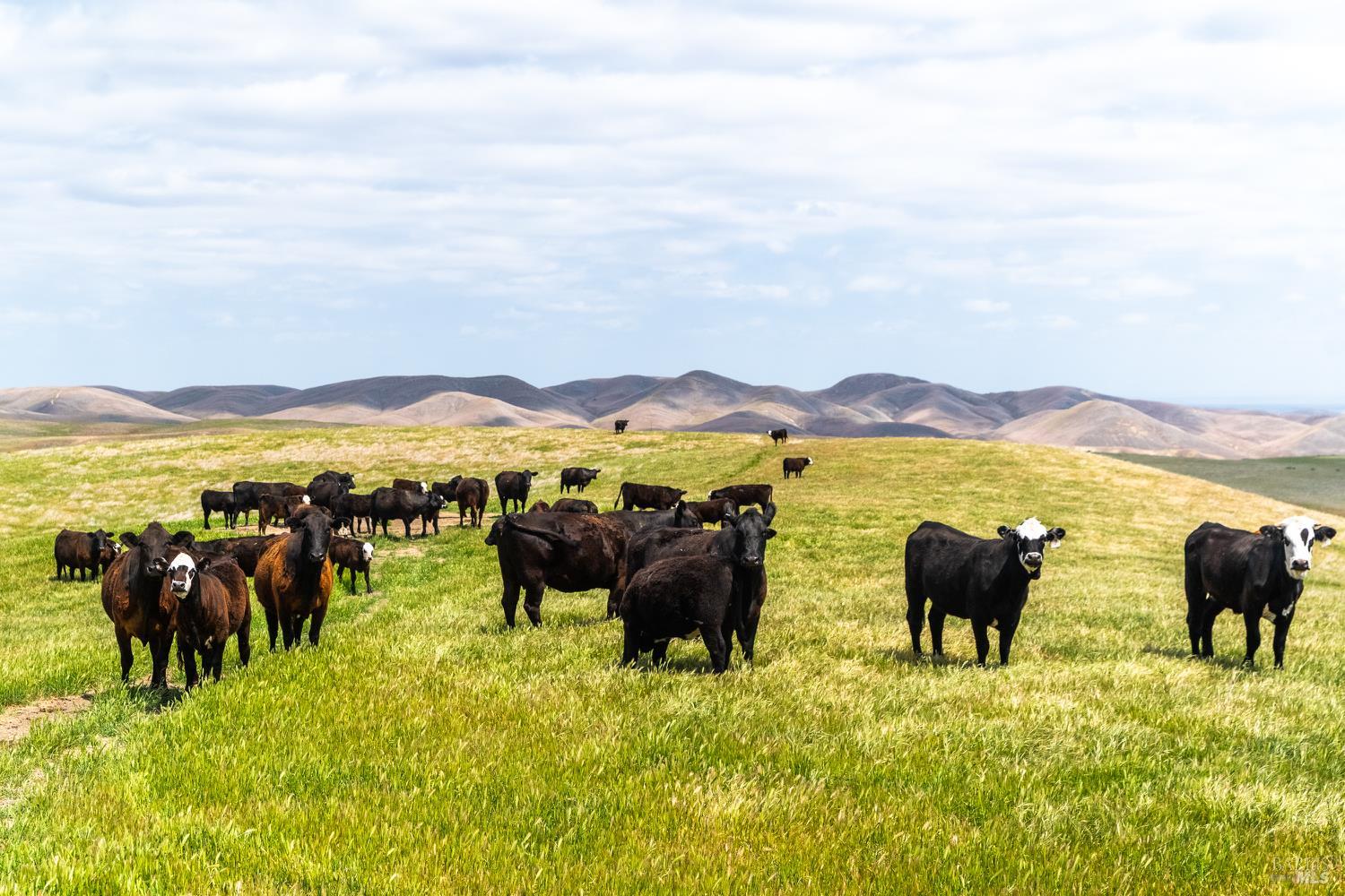 Detail Gallery Image 22 of 44 For 8050 Bitterwater Rd, Shandon,  CA 93461 - 3 Beds | 1 Baths
