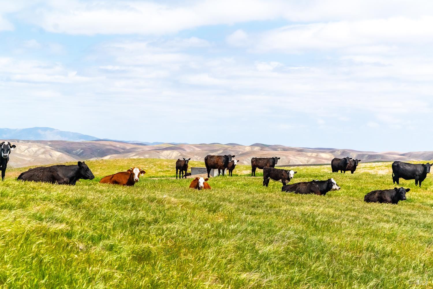 Detail Gallery Image 2 of 44 For 8050 Bitterwater Rd, Shandon,  CA 93461 - 3 Beds | 1 Baths