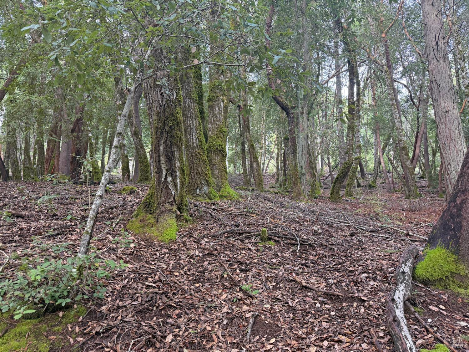 Detail Gallery Image 5 of 10 For 27369 Bear Dr, Willits,  CA 95490 - – Beds | – Baths