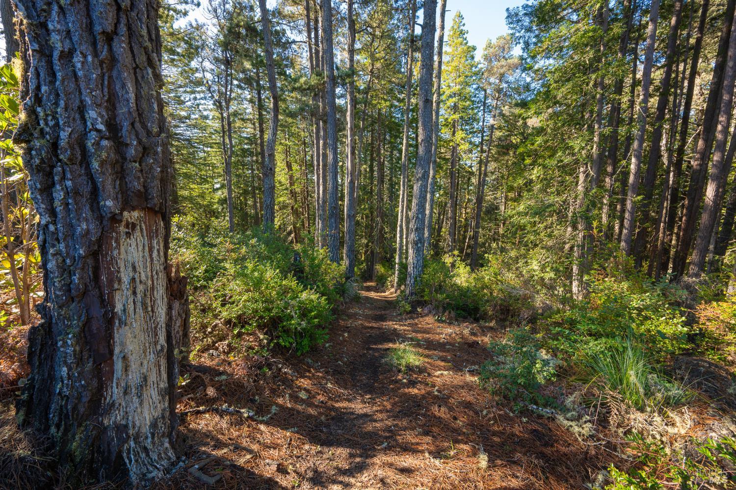 Detail Gallery Image 43 of 45 For 33300 Sea Forest Dr, The Sea Ranch,  CA 95497 - 2 Beds | 2/1 Baths