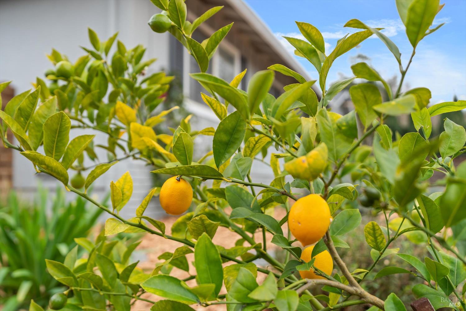 Detail Gallery Image 26 of 26 For 1021 Mcnear Ave, Petaluma,  CA 94952 - 3 Beds | 2 Baths