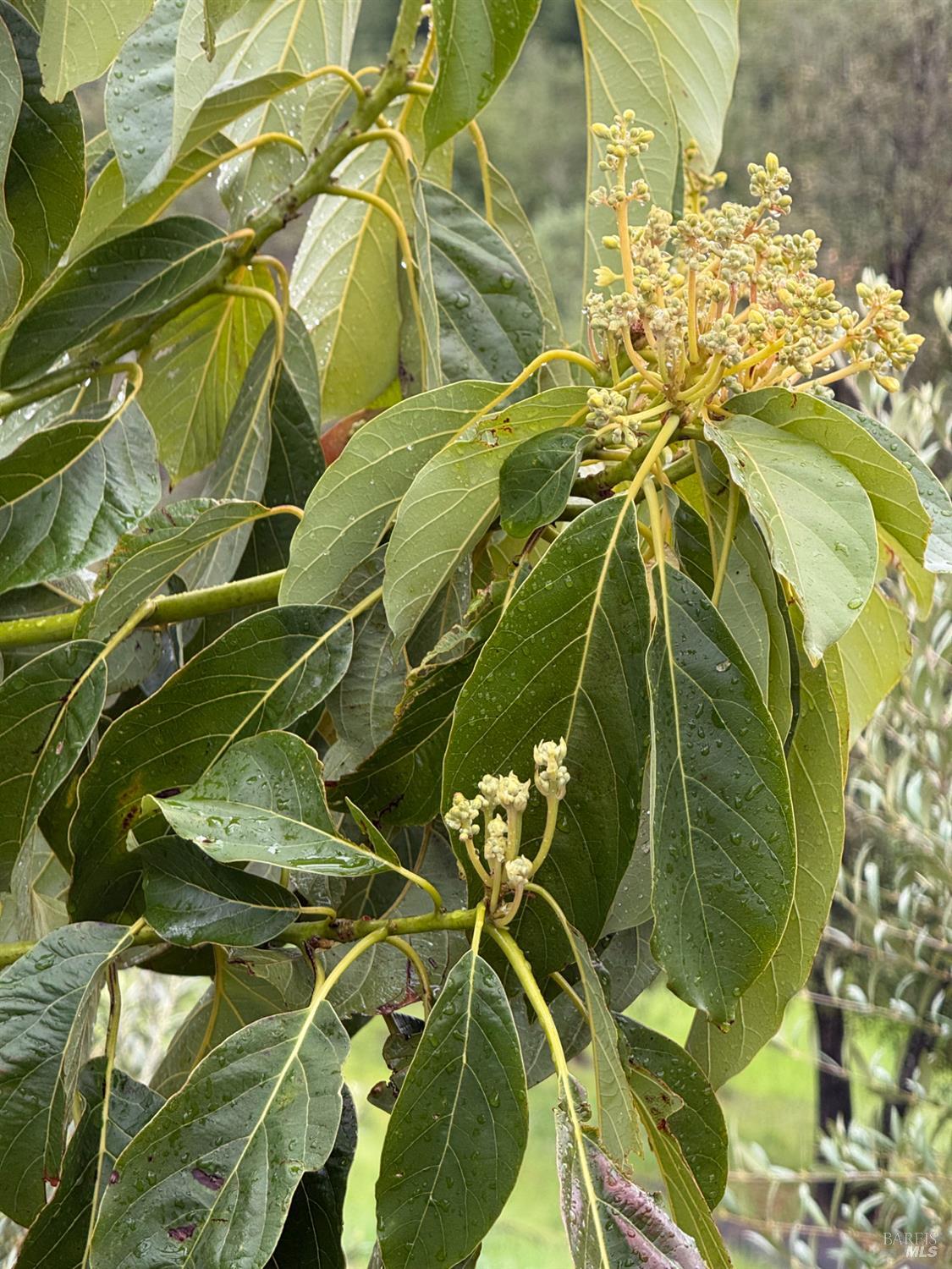 Detail Gallery Image 54 of 61 For 9451 Mill Creek Rd, Healdsburg,  CA 95448 - 2 Beds | 2 Baths