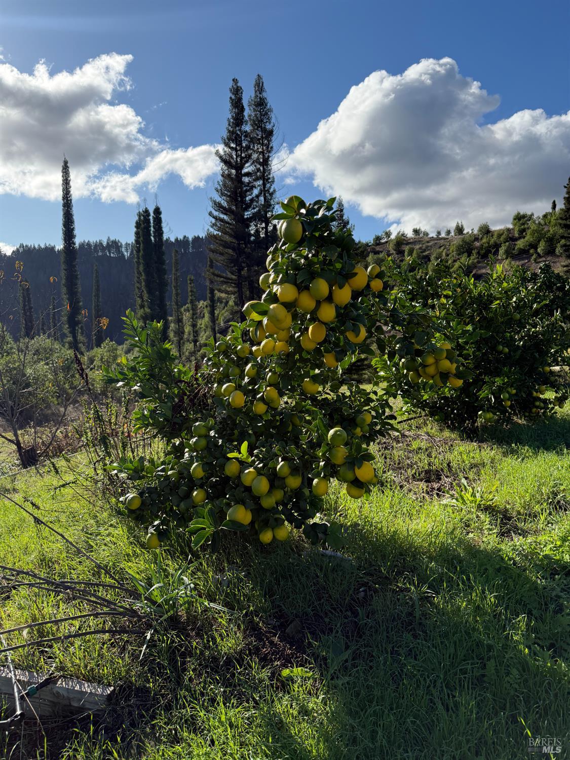 Detail Gallery Image 59 of 61 For 9451 Mill Creek Rd, Healdsburg,  CA 95448 - 2 Beds | 2 Baths