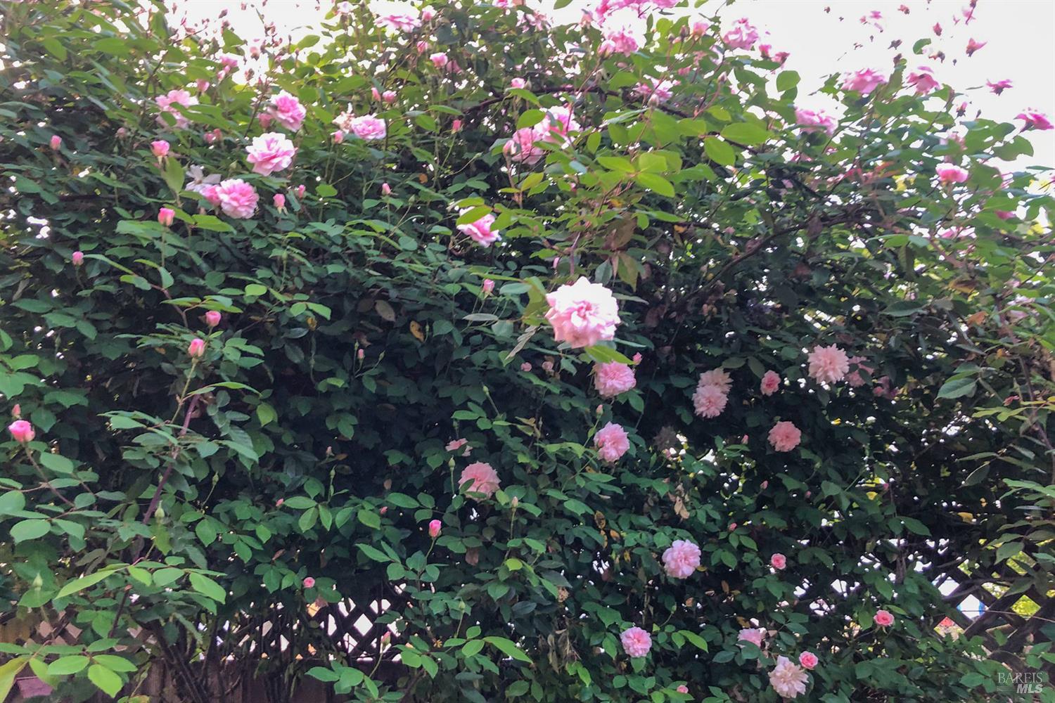 Detail Gallery Image 32 of 45 For 1610 Northstar Dr, Petaluma,  CA 94954 - 3 Beds | 2/1 Baths