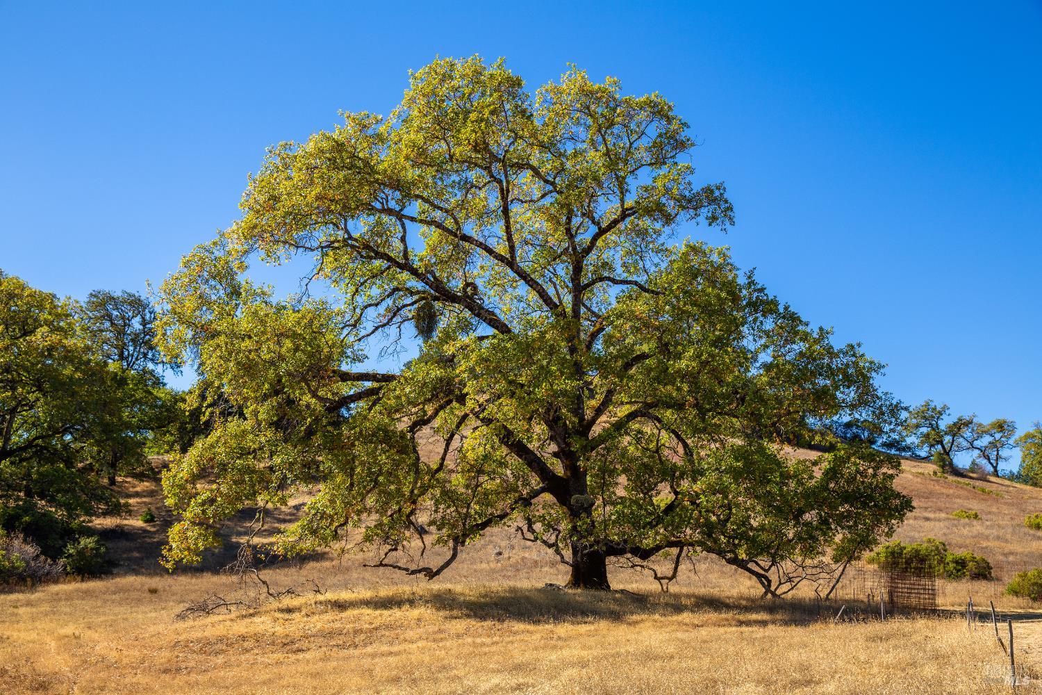 Detail Gallery Image 10 of 15 For 7721 Simmerly Ranch Rd, Laytonville,  CA 95454 - – Beds | – Baths