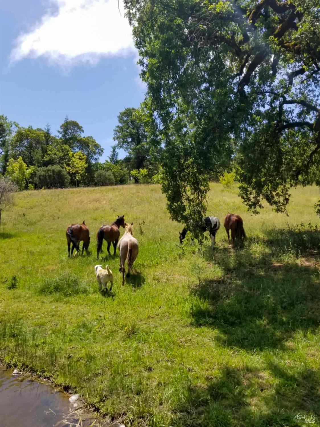 Detail Gallery Image 86 of 91 For 5510 Parducci Rd, Ukiah,  CA 95482 - 3 Beds | 3 Baths