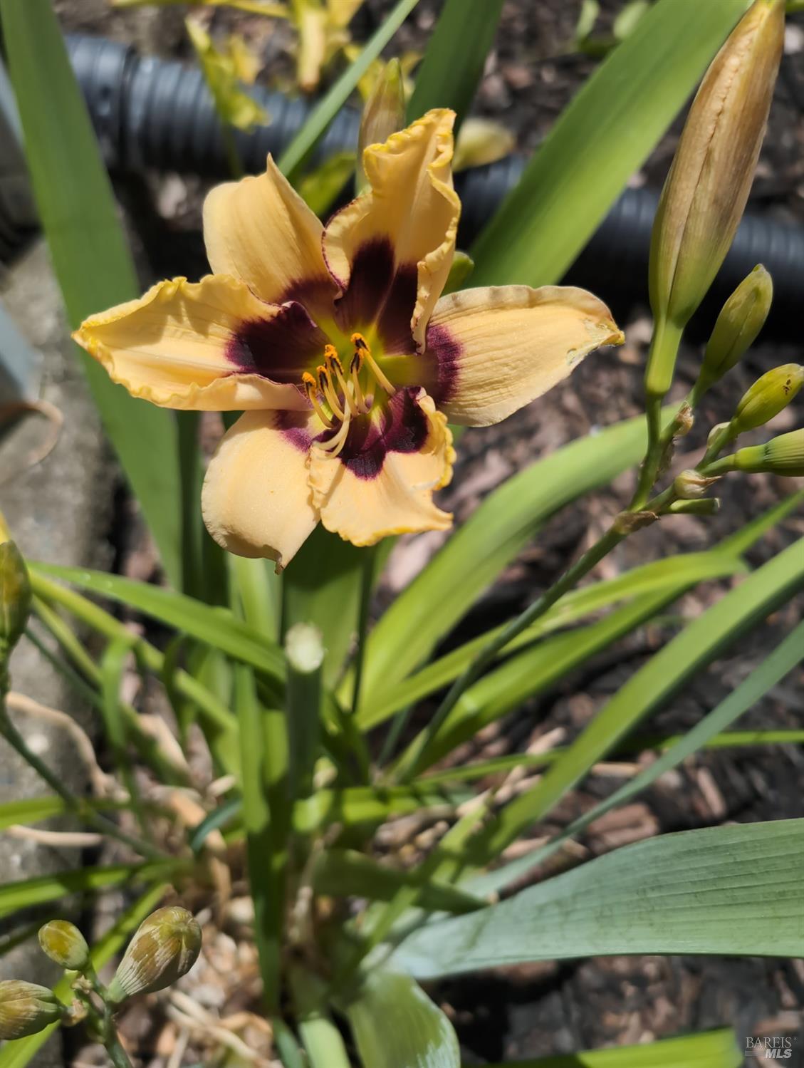 Detail Gallery Image 29 of 29 For Address Is Not Disclosed, Rohnert Park,  CA 94928 - 2 Beds | 1 Baths