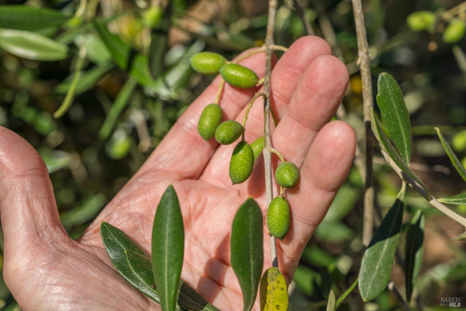 Detail Gallery Image 53 of 62 For 14856 Chalk Hill Rd, Healdsburg,  CA 95448 - 3 Beds | 2/1 Baths