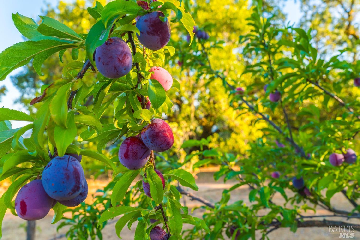 Detail Gallery Image 52 of 65 For 24000 Fig Tree Ln, Yorkville,  CA 95494 - 3 Beds | 2/1 Baths