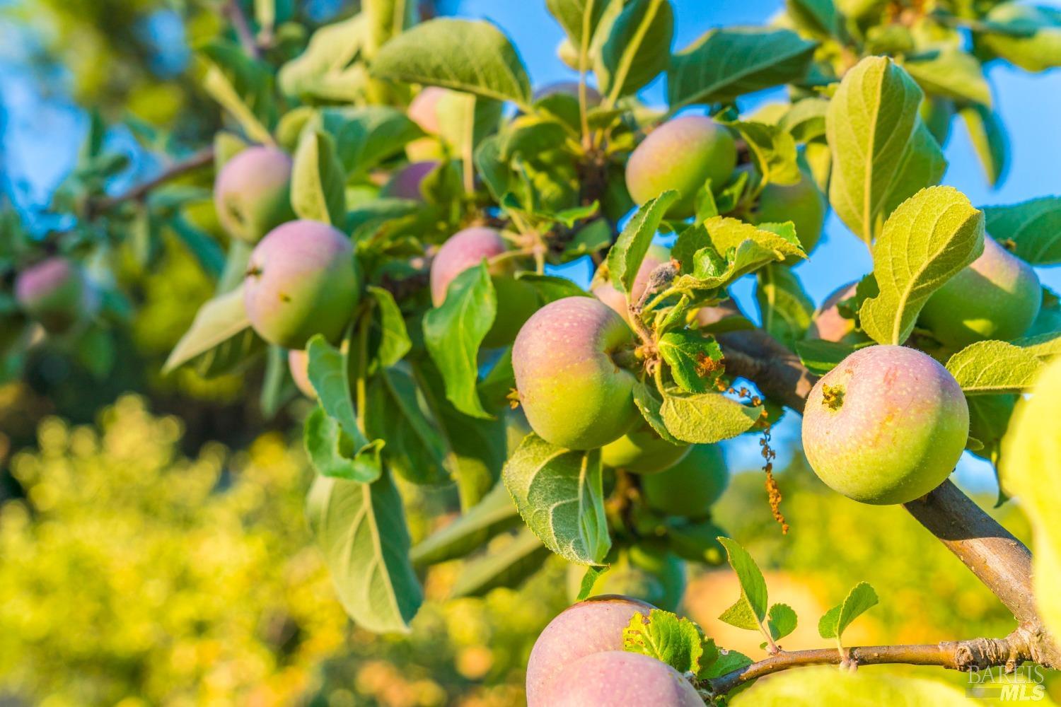 Detail Gallery Image 53 of 65 For 24000 Fig Tree Ln, Yorkville,  CA 95494 - 3 Beds | 2/1 Baths