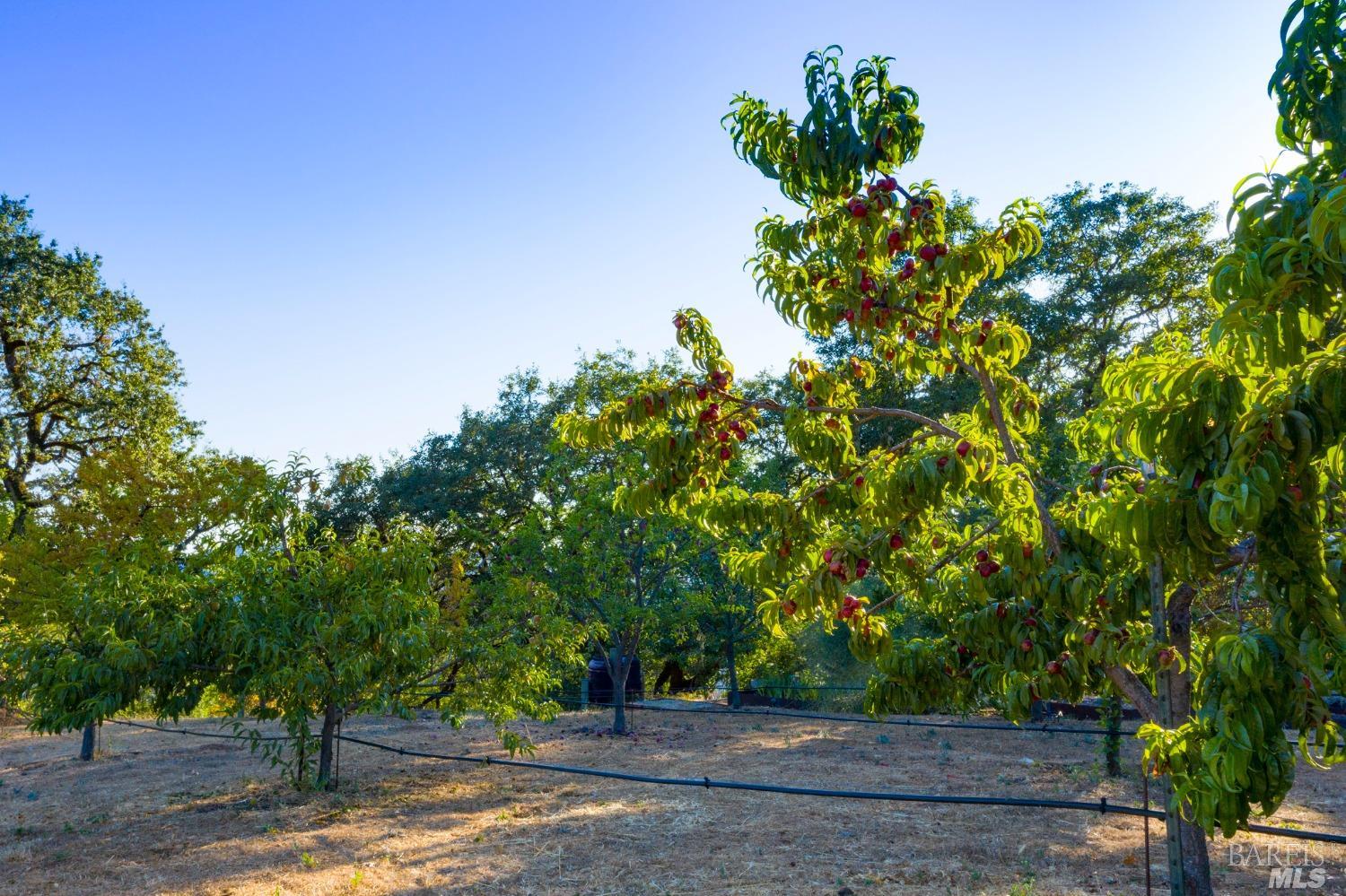 Detail Gallery Image 51 of 65 For 24000 Fig Tree Ln, Yorkville,  CA 95494 - 3 Beds | 2/1 Baths