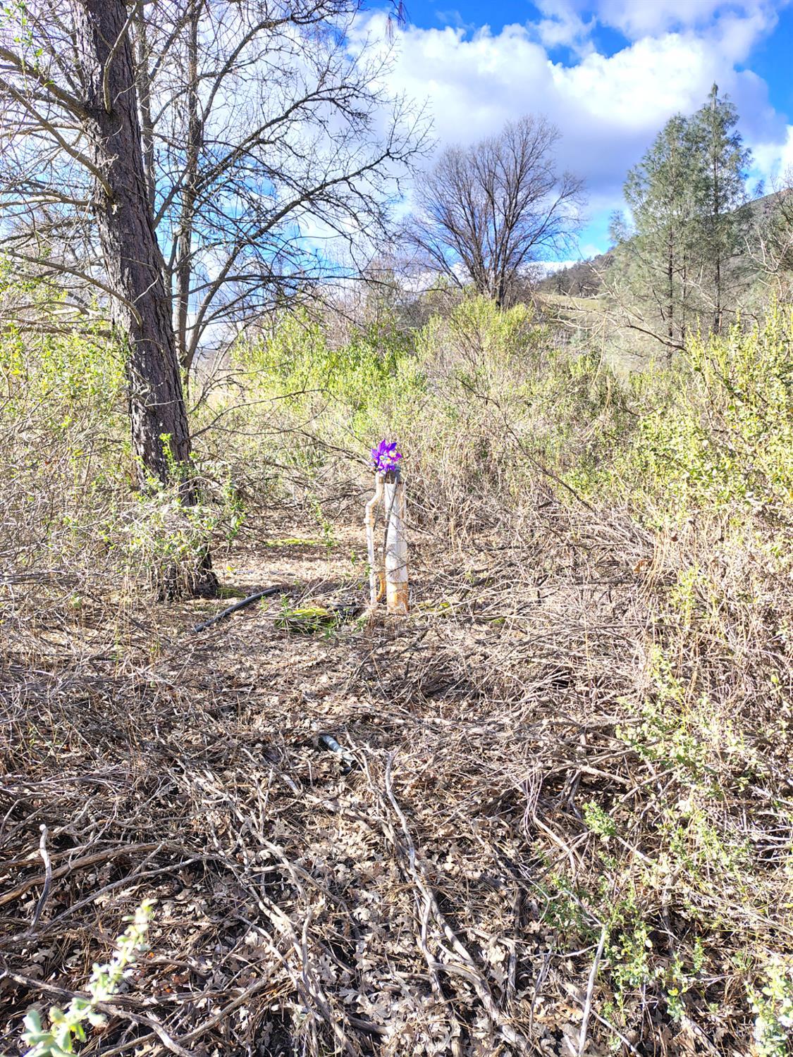 Detail Gallery Image 4 of 13 For 2393 New Long Valley Rd, Clearlake Oaks,  CA 95423 - – Beds | – Baths