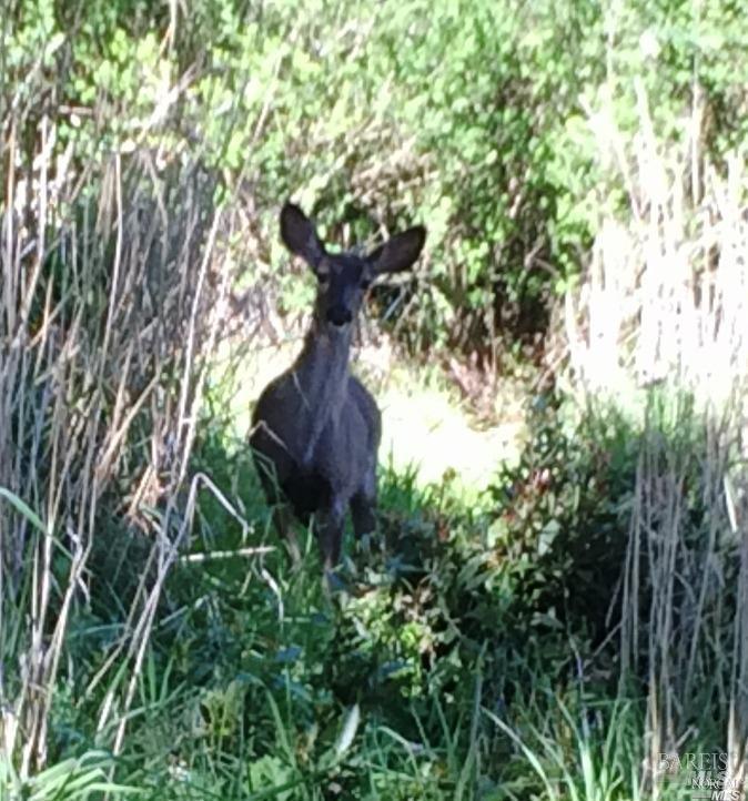 Detail Gallery Image 7 of 10 For 315 Coleman Dr, San Rafael,  CA 94901 - – Beds | – Baths