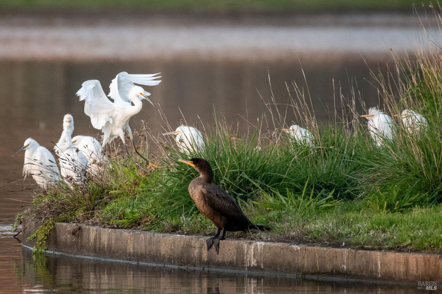 Detail Gallery Image 13 of 51 For 9636 Lakewood Dr, Windsor,  CA 95492 - 2 Beds | 2 Baths