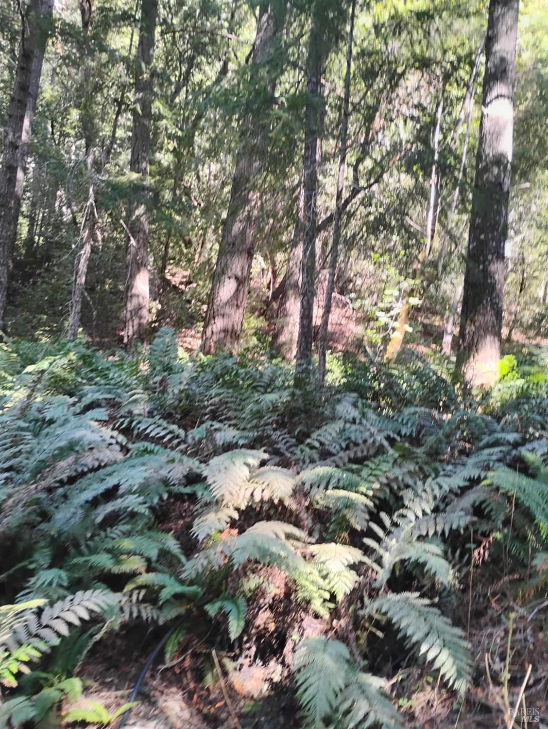 Detail Gallery Image 5 of 12 For 4100 Hansen Ranch Rd, Piercy,  CA 95587 - – Beds | – Baths