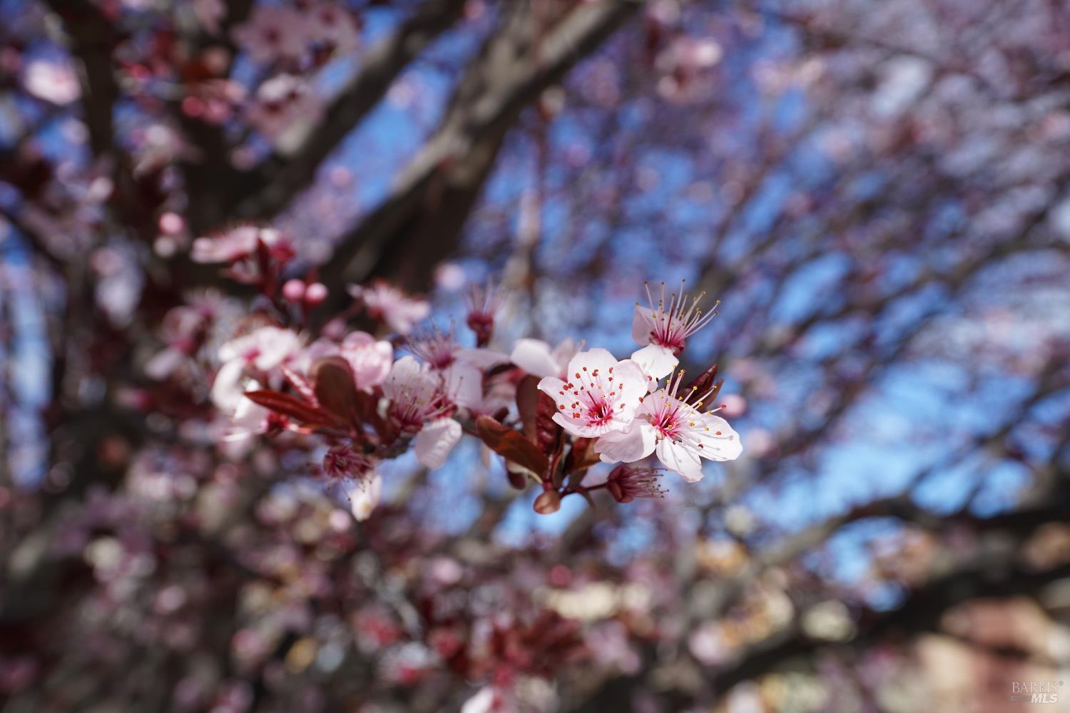 Detail Gallery Image 56 of 77 For 1205 Cornell Ct, Dixon,  CA 95620 - 4 Beds | 3 Baths