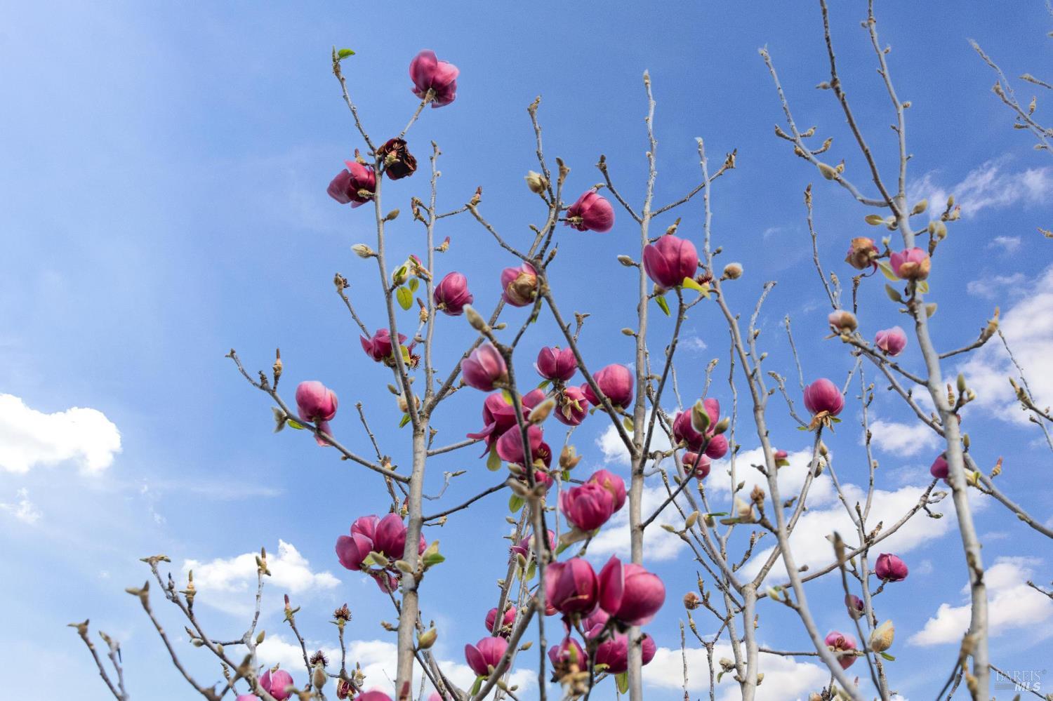 Detail Gallery Image 16 of 59 For 18023 Mulberry Ave, Sonoma,  CA 95476 - 2 Beds | 1 Baths