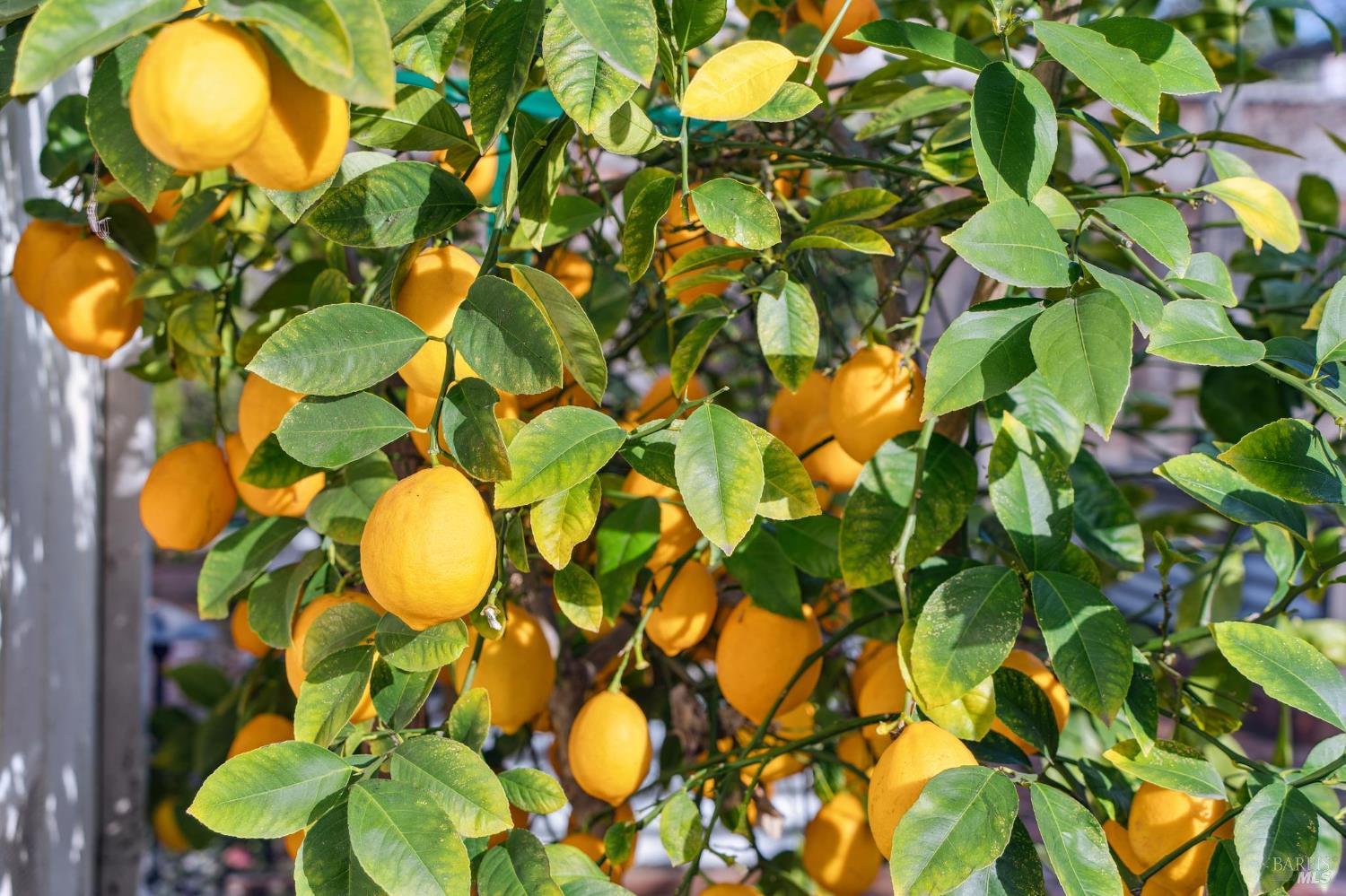 Detail Gallery Image 43 of 59 For 18023 Mulberry Ave, Sonoma,  CA 95476 - 2 Beds | 1 Baths