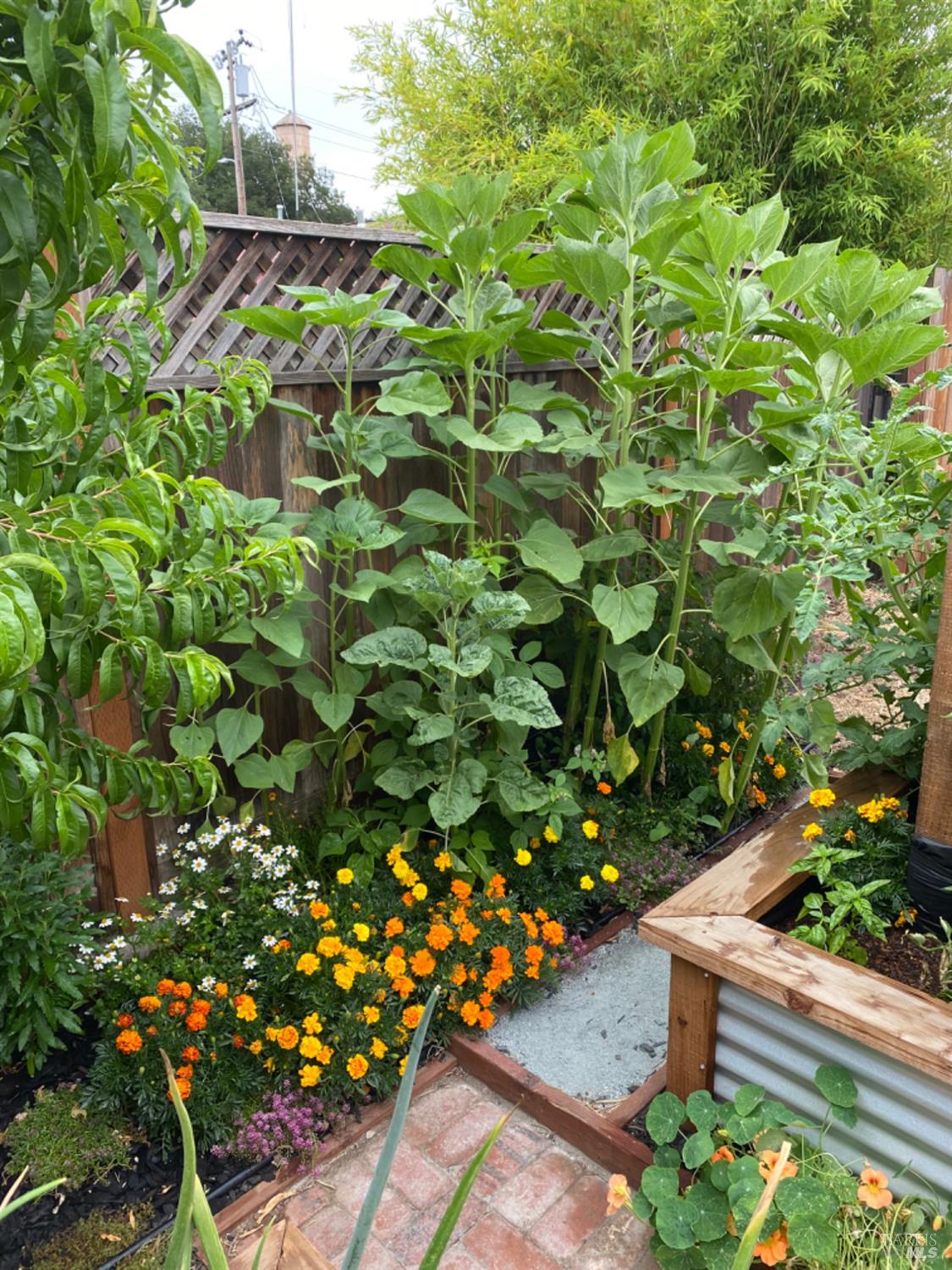 Detail Gallery Image 53 of 59 For 18023 Mulberry Ave, Sonoma,  CA 95476 - 2 Beds | 1 Baths