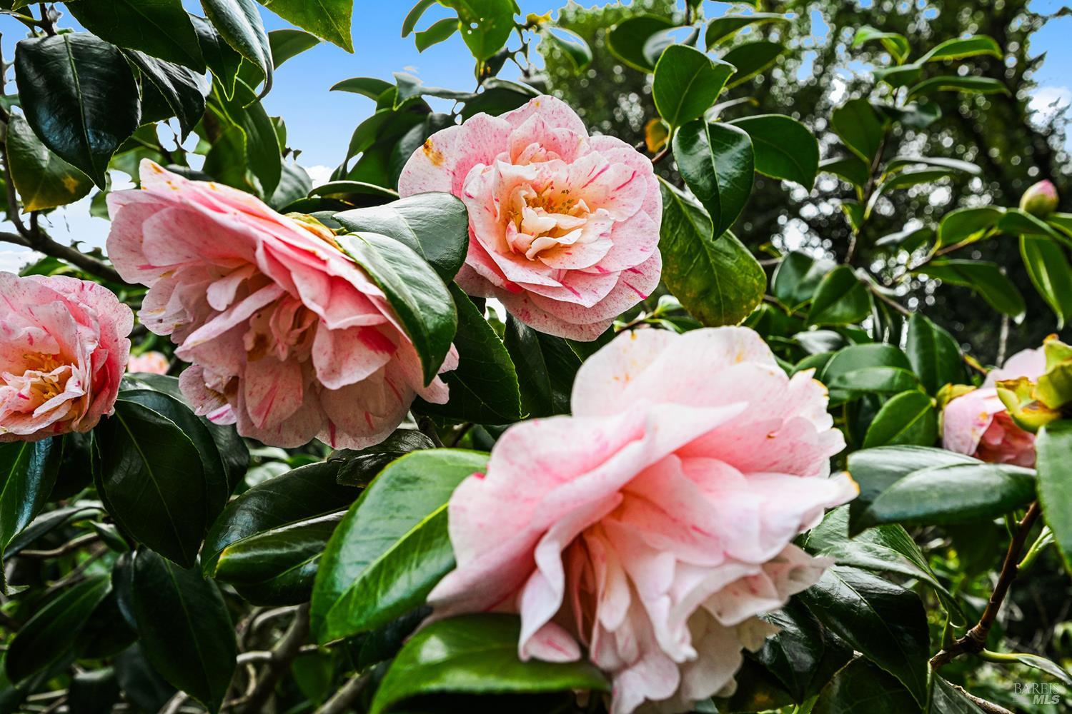 Detail Gallery Image 61 of 65 For 11 Hollyhock Ct, Mill Valley,  CA 94941 - 4 Beds | 2/1 Baths