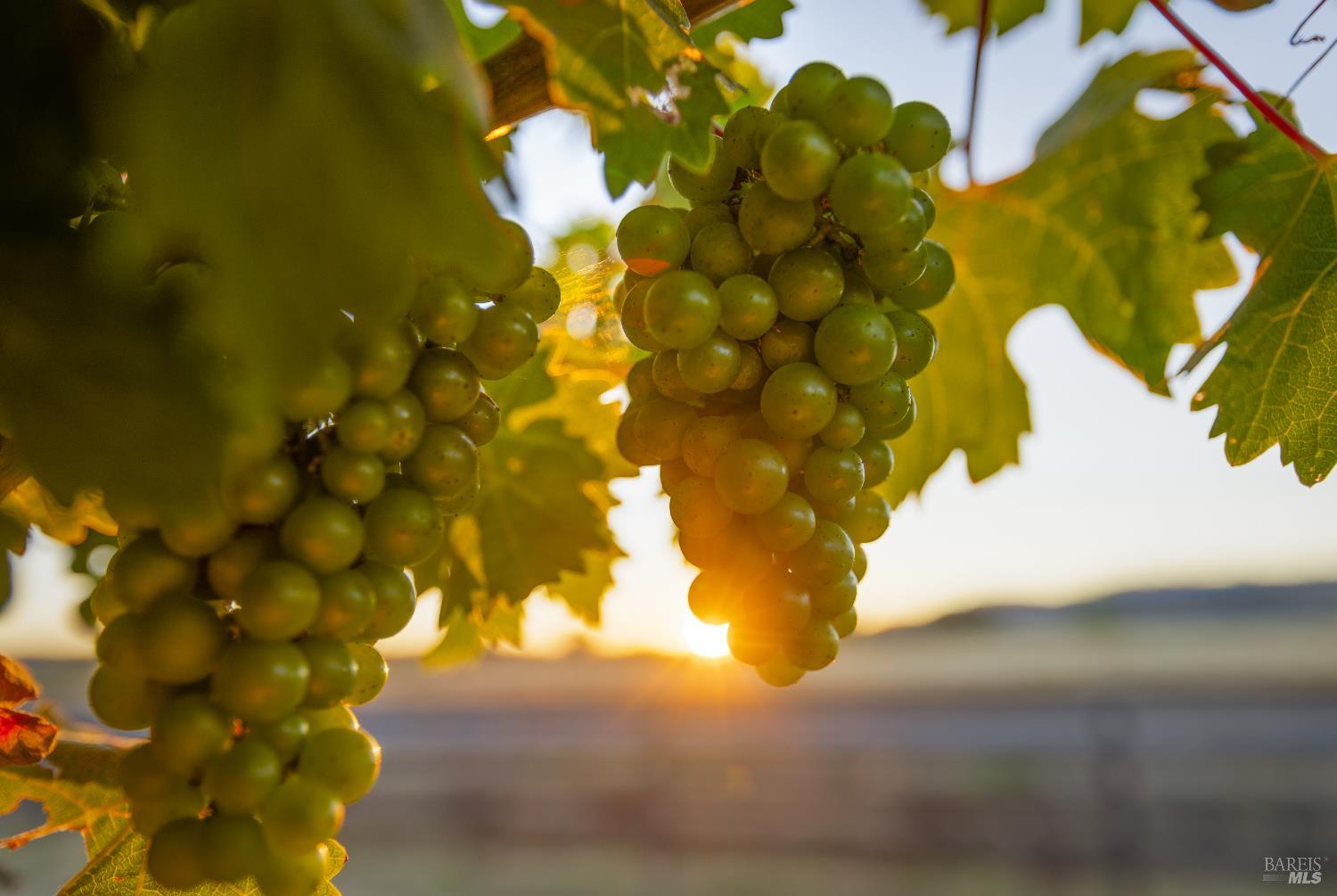 Detail Gallery Image 39 of 40 For 6476 Red Winery Rd, Geyserville,  CA 95441 - 3 Beds | 3 Baths