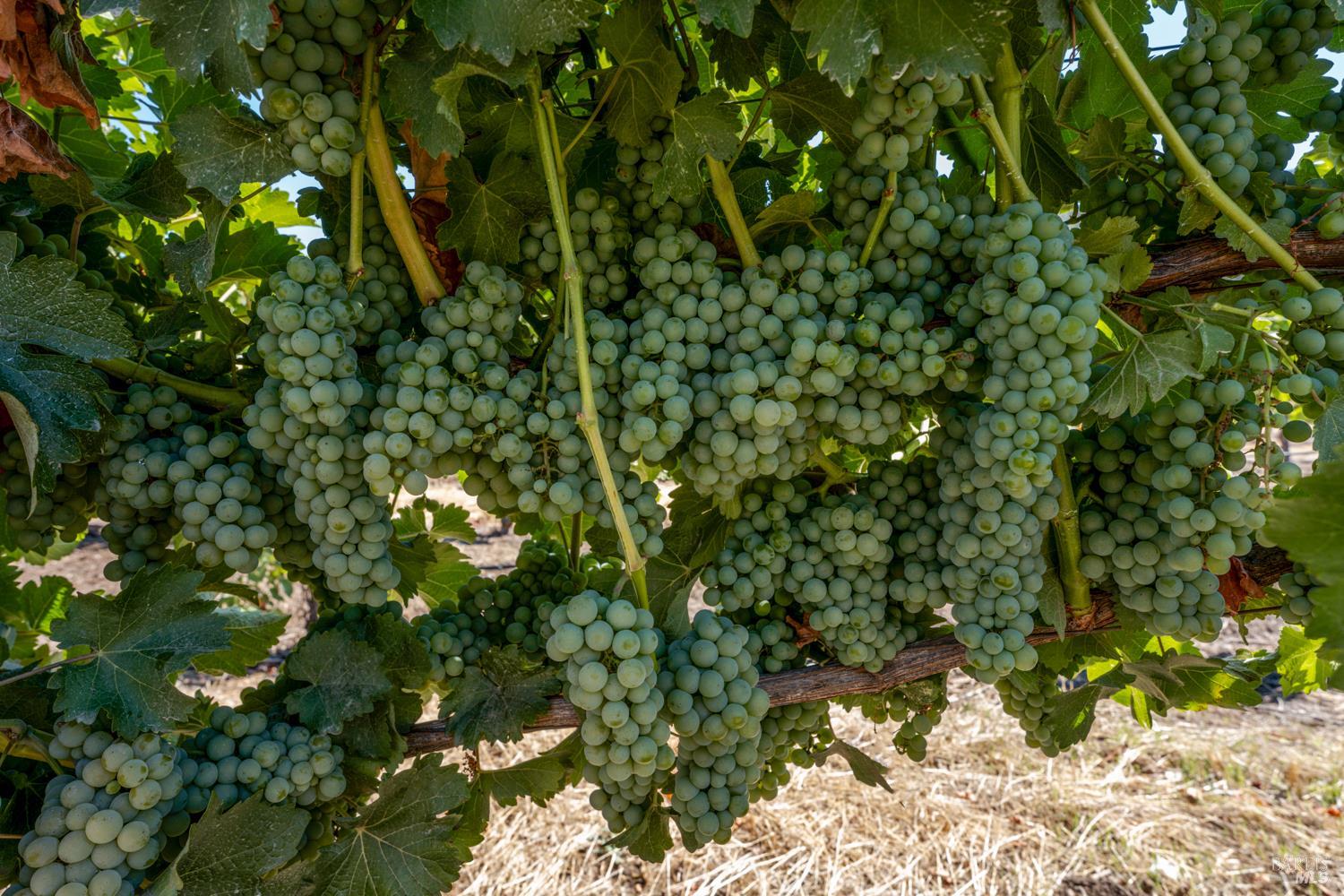 Detail Gallery Image 27 of 27 For 2000 Clover Valley Rd, Upper Lake,  CA 95485 - 2 Beds | 1 Baths