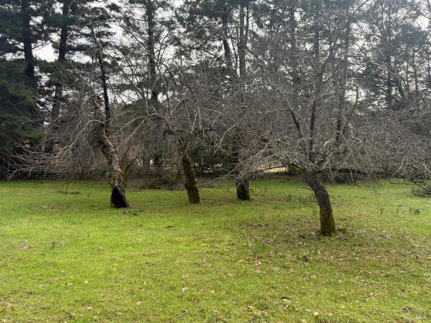 Detail Gallery Image 5 of 34 For 44050 Briggs Ln, Laytonville,  CA 95454 - – Beds | – Baths