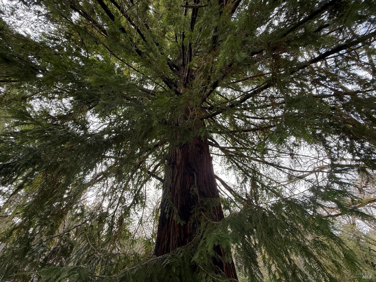 Detail Gallery Image 3 of 34 For 44050 Briggs Ln, Laytonville,  CA 95454 - – Beds | – Baths