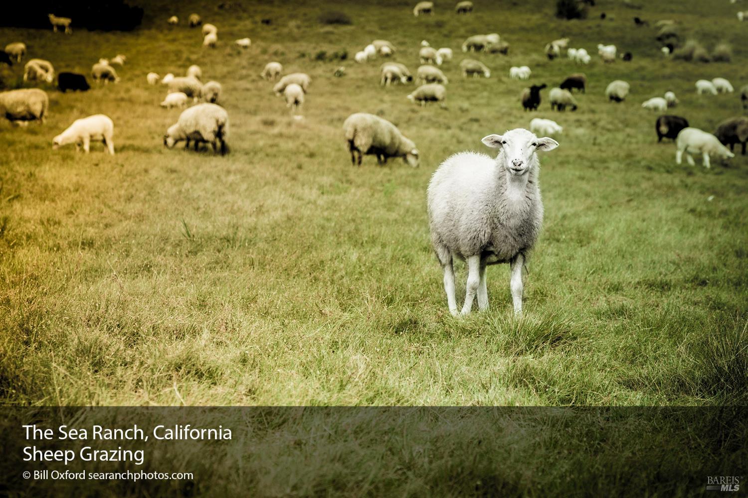 Detail Gallery Image 17 of 22 For 35411 Fly Cloud Rd, The Sea Ranch,  CA 95497 - – Beds | – Baths