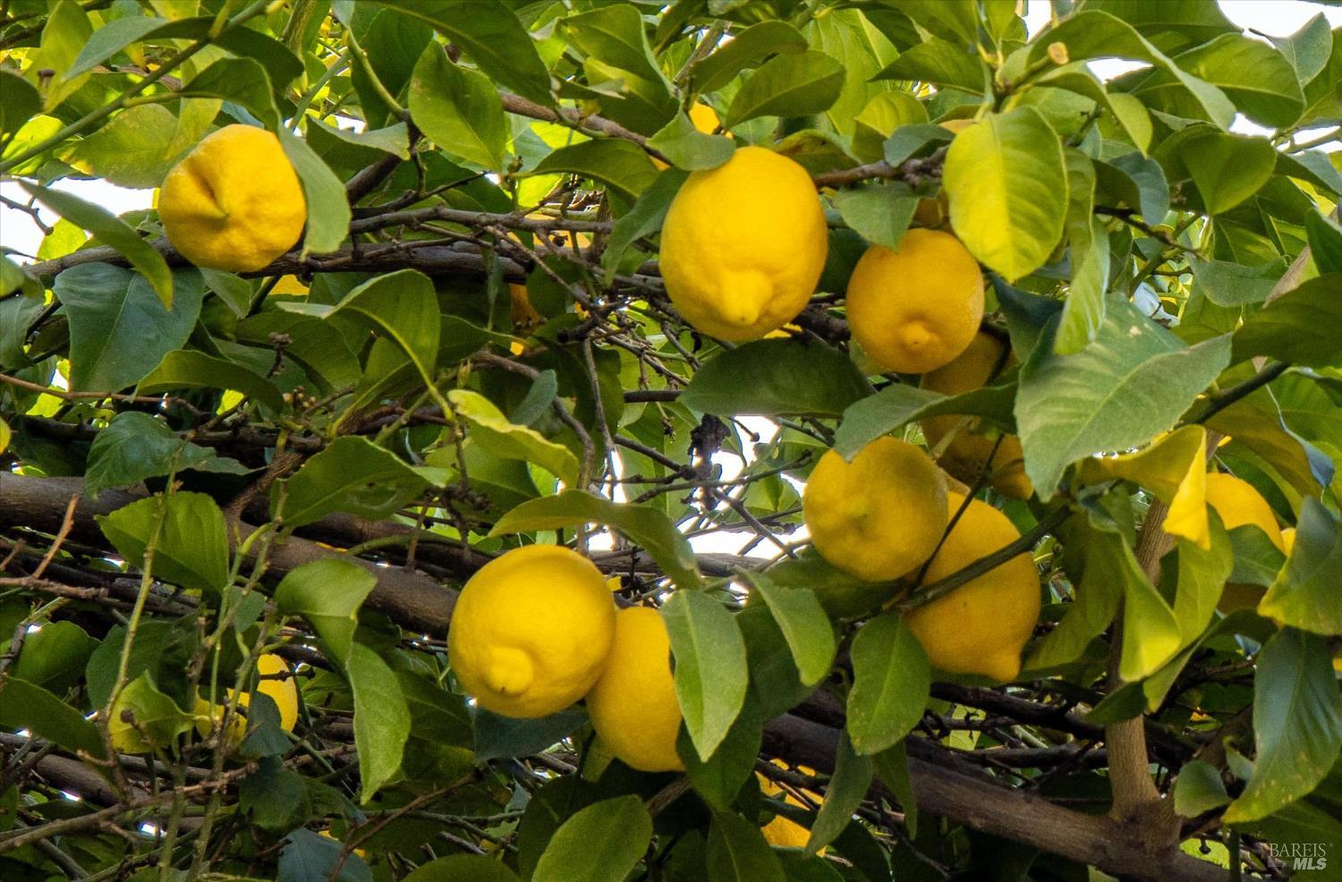 Detail Gallery Image 45 of 47 For 580 Yellowstone Dr, Vacaville,  CA 95687 - 3 Beds | 2/1 Baths